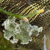Lettuce Nudibranch