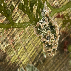 Lettuce Nudibranch