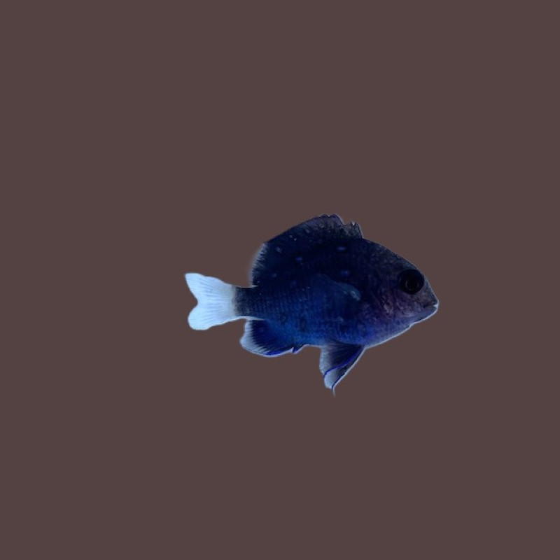 Jewel Damselfish
