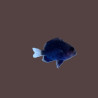 Jewel Damselfish