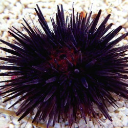 Black Short Spine Urchin