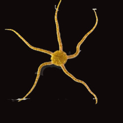 Colored Serpent Sea Star