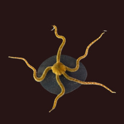 Colored Serpent Sea Star