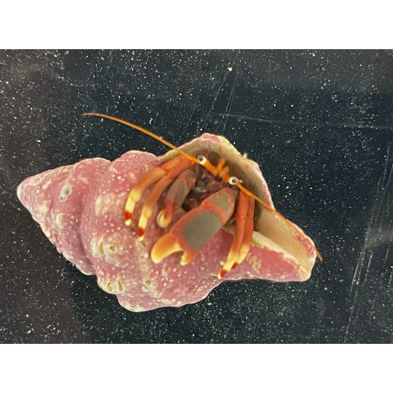 Red Leg Hermit Crab