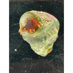 Red Leg Hermit Crab