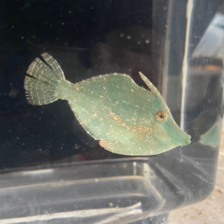 Fringed Filefish