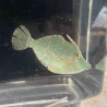 Fringed Filefish