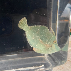 Fringed Filefish