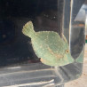 Fringed Filefish