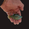 Fringed Filefish