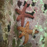 Spiny Sea Star (Common)