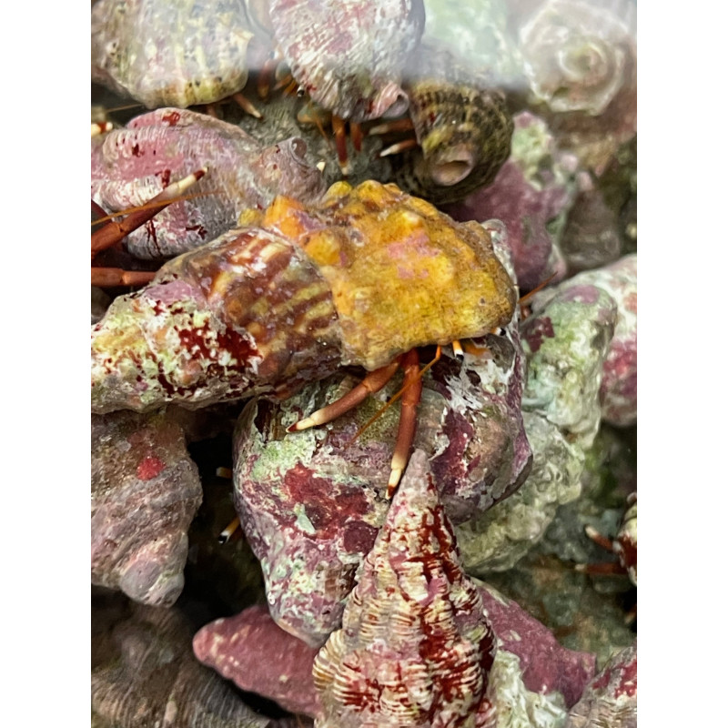 Red Leg Hermit Crab