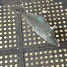 Fringed Filefish