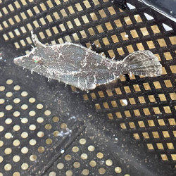 Fringed Filefish