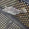Fringed Filefish