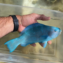 Blue Parrotfish