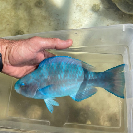 Blue Parrotfish