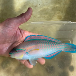 Princess Parrotfish