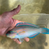 Princess Parrotfish