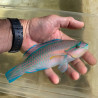 Princess Parrotfish