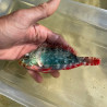 Redband Parrotfish