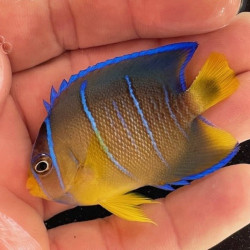 Blue Angelfish
