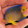Blue Angelfish
