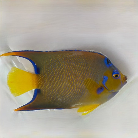 Medium Angelfish Queen Angelfish