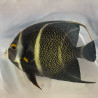 French Angelfish