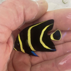 French Angelfish