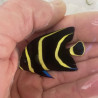 French Angelfish