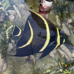 French Angelfish