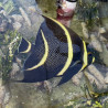 French Angelfish