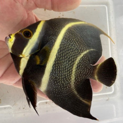 French Angelfish