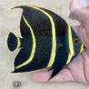French Angelfish