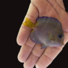 Atlantic Blue Tang