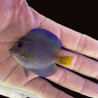 Atlantic Blue Tang