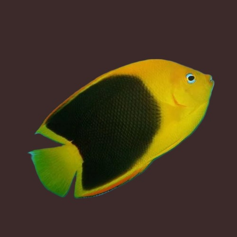 Rock Beauty Angelfish