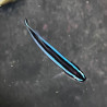 Neon Goby