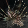Lionfish