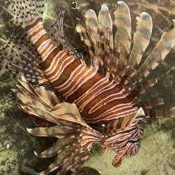Lionfish