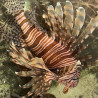 Lionfish