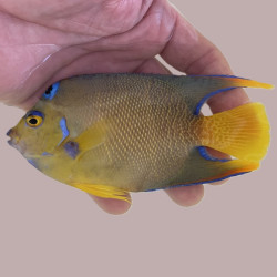 Hybrid Angelfish