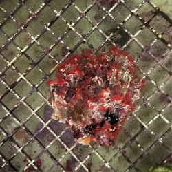 Red Feather Duster Worm Cluster Colony