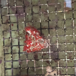 Red Feather Duster Worm Cluster Colony