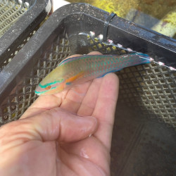 Painted Parrotfish