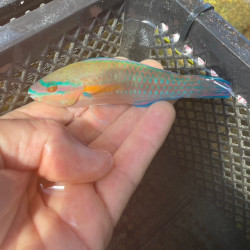 Painted Parrotfish