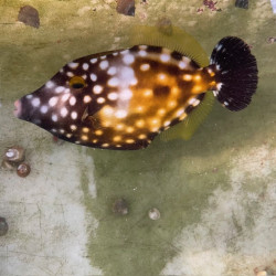 The Whitespotted Filefish (Cantherhines macrocerus)