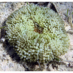 Atlantic Carpet Anemone