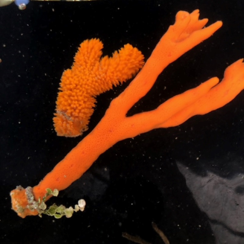 Orange Tree Sponge